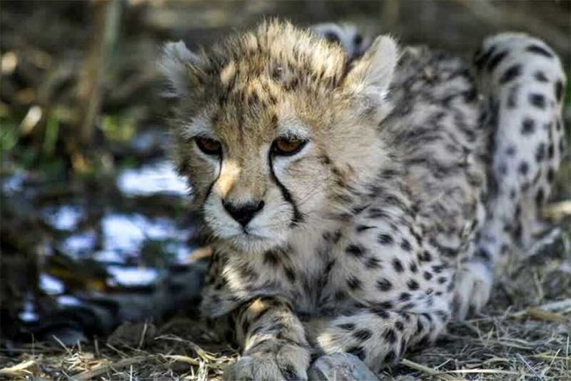 Morre no Irã um dos últimos guepardos da Ásia