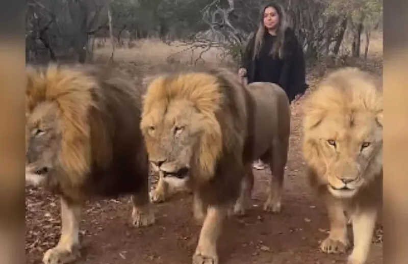 Estado indiano abrirá novo santuário de leões asiáticos à medida que números da espécie disparam