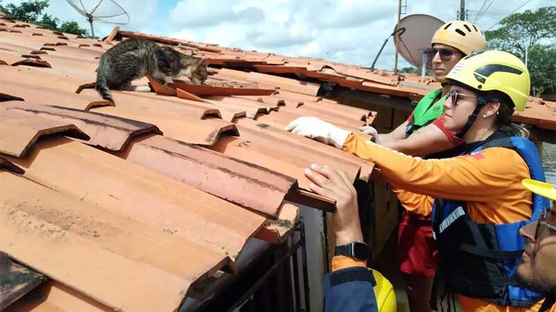 Cerca de 75 animais são resgatados das enchentes no Maranhão