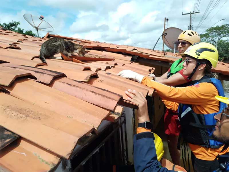 Cerca de 75 animais são resgatados das enchentes no Maranhão