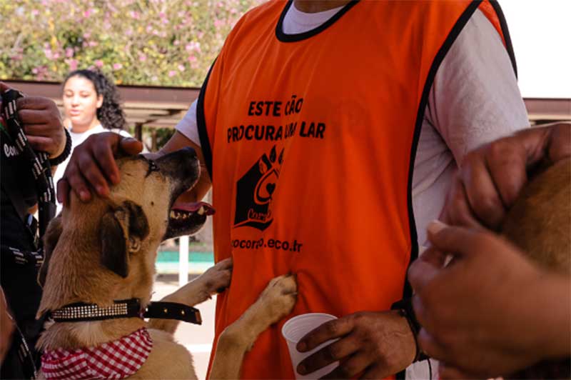 Norma propõe divulgar fotos de animais para adoção em site e redes da Prefeitura de Belo Horizonte, MG