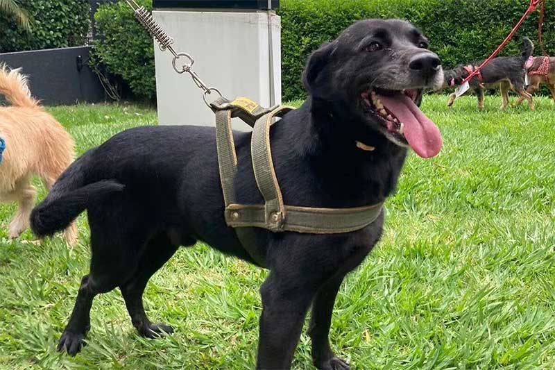 ONG busca adoções para cães da cor preta em Belo Horizonte, MG