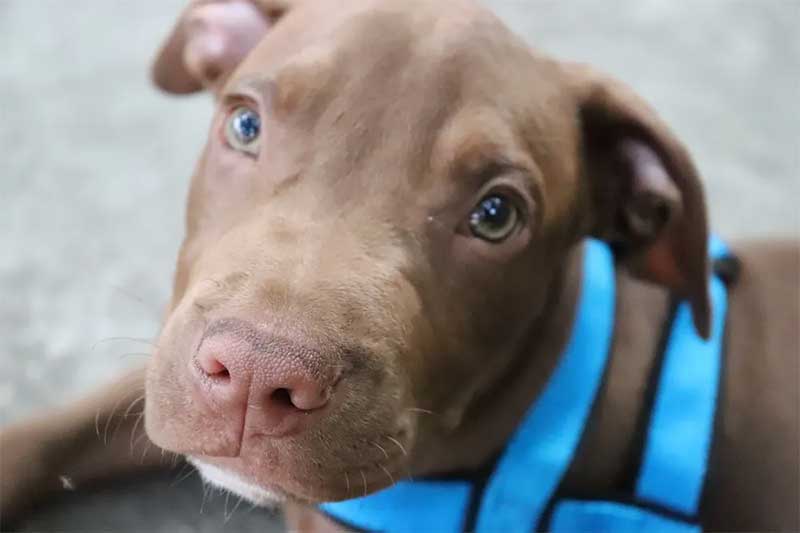 Campanha estimula adoção de pit bulls abandonados em Juiz de Fora, MG; educador de cães dá dicas