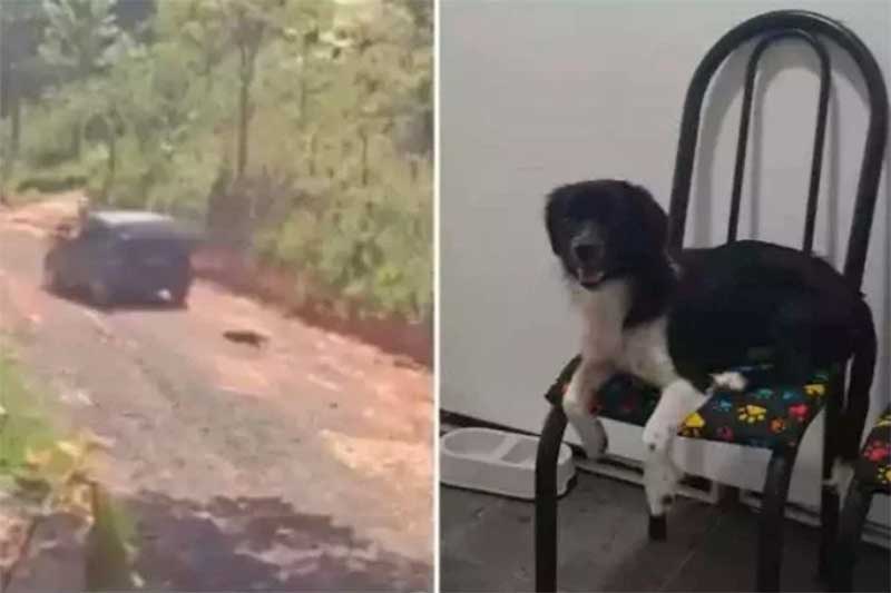 Vídeo: cadela entra em desespero ao ser abandonada e encontra nova família