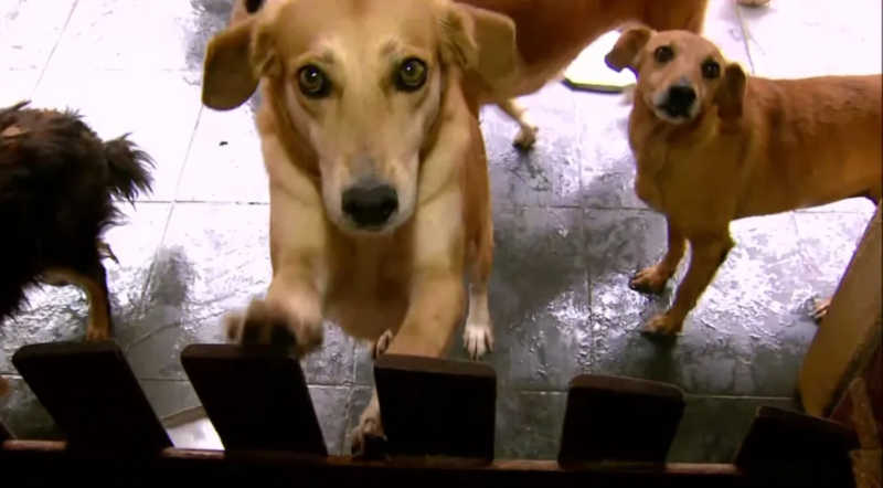 Familiares buscam novo lar para mais de 30 cães após morte de tutora em Marmelópolis, MG — Foto: Reprodução/EPTV