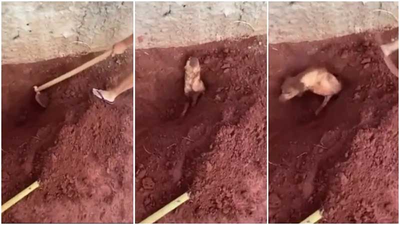 VÍDEO: Idosa enterra cachorro vivo por se incomodar com latidos e é presa em MG