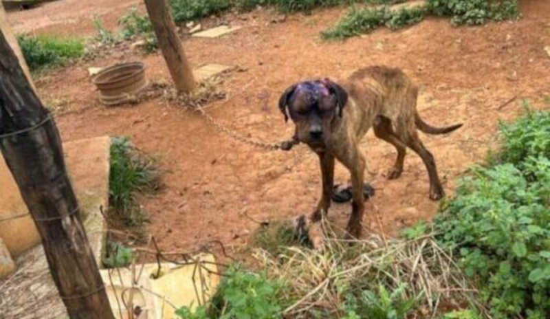 Homem é preso por maus-tratos a cães, em São Gotardo, MG; um dos animais tem uma ferida necrosada na cabeça