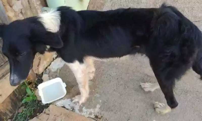 Cadela abandonada há 1 mês é resgatada sem água e comida no interior de MG
