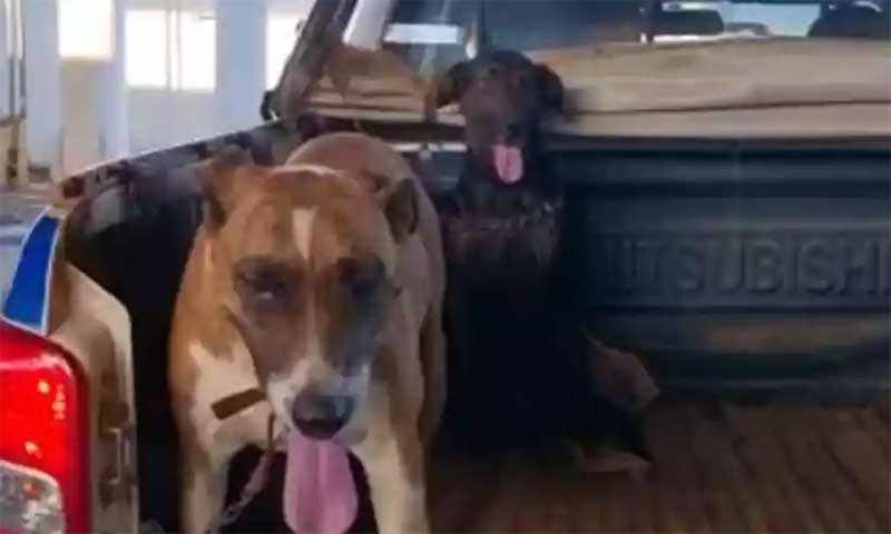 Idoso é preso suspeito de estuprar cadelas de estimação em Unaí, MG
