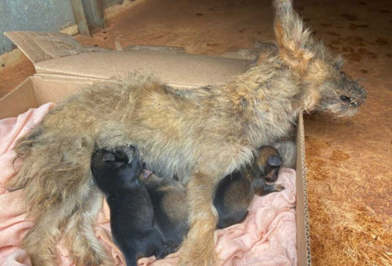 Filhotes são encontrados mamando em cadela morta em Batayporã, MS