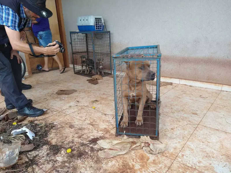 Cachorro é encontrado morto e outros 6 são resgatados após maus-tratos em Campo Grande, MS