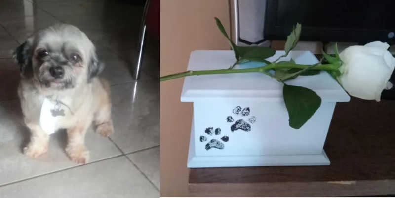 Tutora que levou cão para banho e recebeu as cinzas do animal entra com ação civil contra pet shop