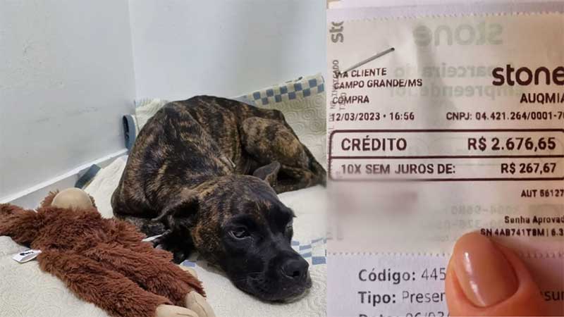 Jovem gasta R$ 2,6 mil ao resgatar cão magro, com lesão e verme no rim e agora busca novo lar para animal