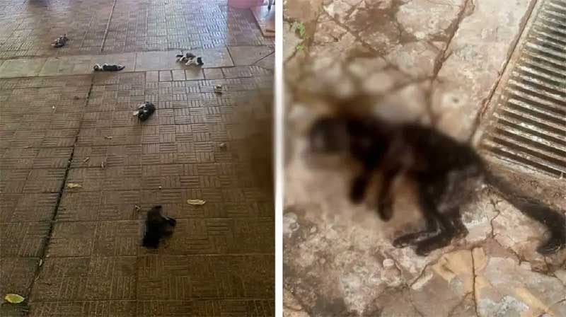 Denunciante apresentou fotos de animais mortos dentro do Ministério. (Foto: Reprodução/ArquivoPessoal)