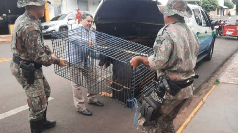 Cachorro foi resgatado. Foto: Divulgação