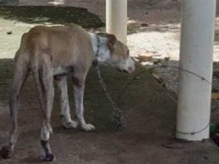 Um dos cachorros preso a arame farpado quando policiais foram verificar a denúncia