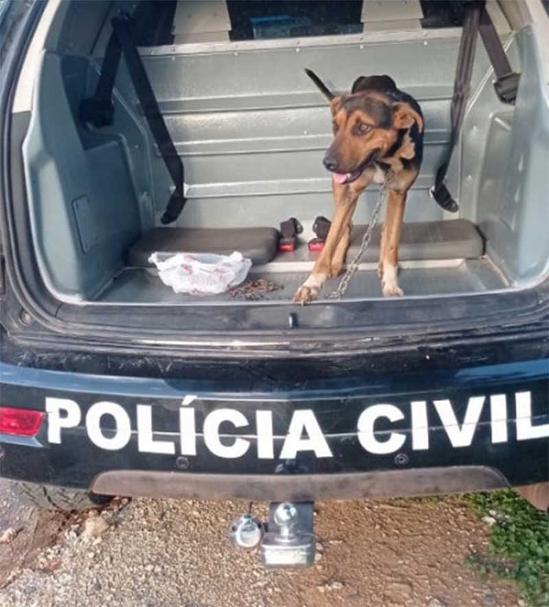 Polícia Civil recebe denúncia de maus-tratos em Corumbá, MS; um cão foi resgatado e outro morreu