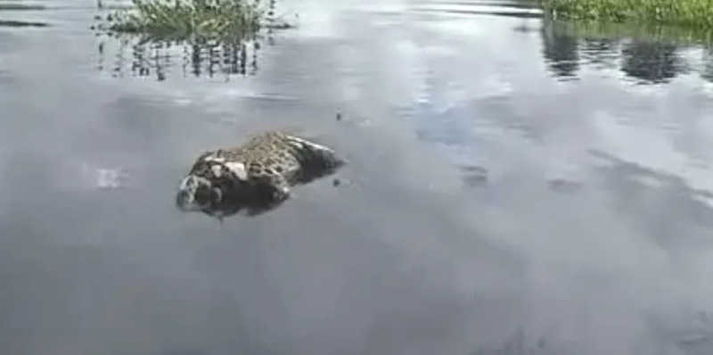Corpo de onça-pintada sem cabeça é encontrado boiando em rio no Pantanal de MS; veja vídeo