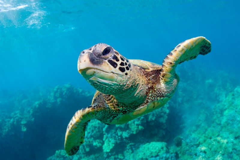 Em quelônios, como as tartarugas marinhas, o sexo dos filhotes depende da temperatura da areia onde os ovos são colocados. Foto: GETTY IMAGES