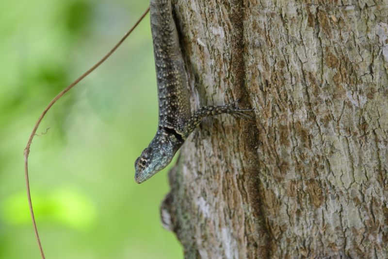 Estudo mostrou que o lagarto sul-americano Tropidurus torquatus está atingindo o tamanho adulto dois anos antes. Foto: GETTY IMAGES