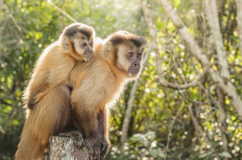 Macaco-prego passou a tomar água de coco para sobreviver. Foto: GETTY IMAGES