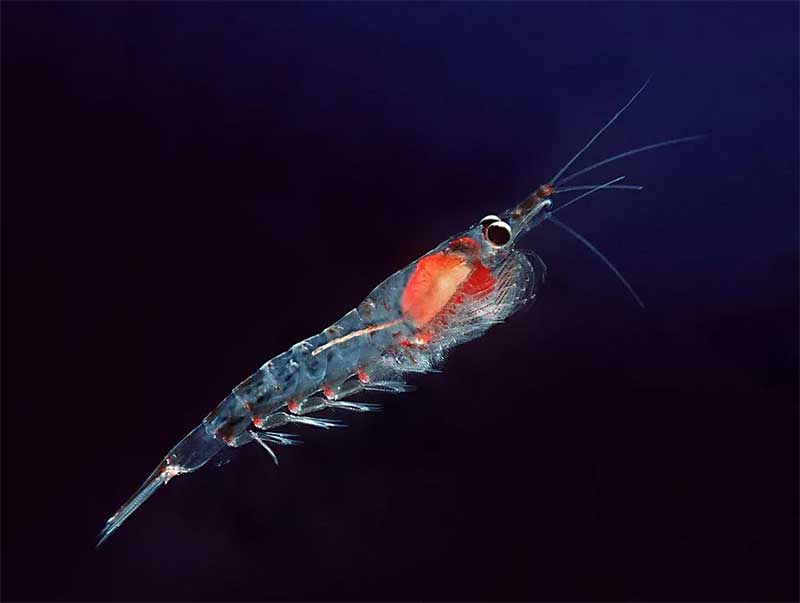 Microplásticos são encontrados em animais marinhos do Oceano Antártico