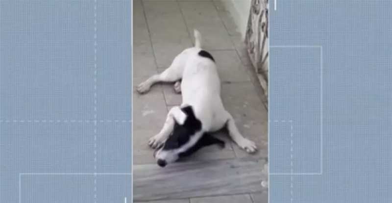 Cachorro "Lobinho" foi morto a tiros por policial — Foto: Reprodução/TV Liberal