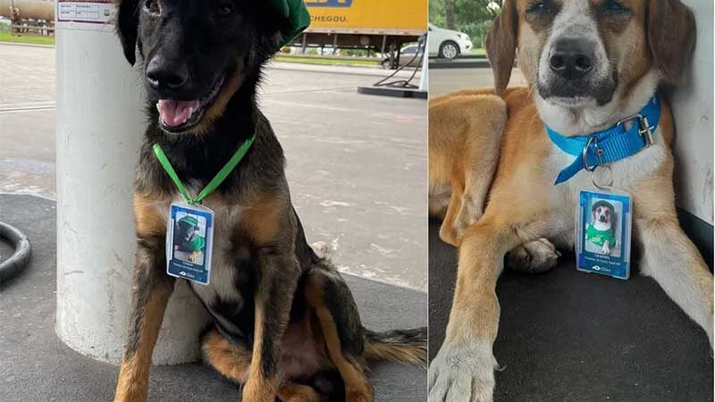 Com direito à crachá: cachorros foram adotados e se tornaram mascotes de posto de gasolina — Foto: Divulgação