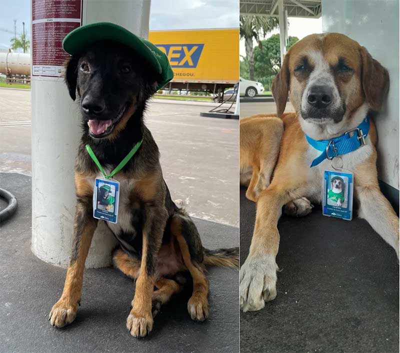 Com direito a crachá: cachorros de rua são adotados por frentistas e se tornam mascotes de posto de gasolina no PA