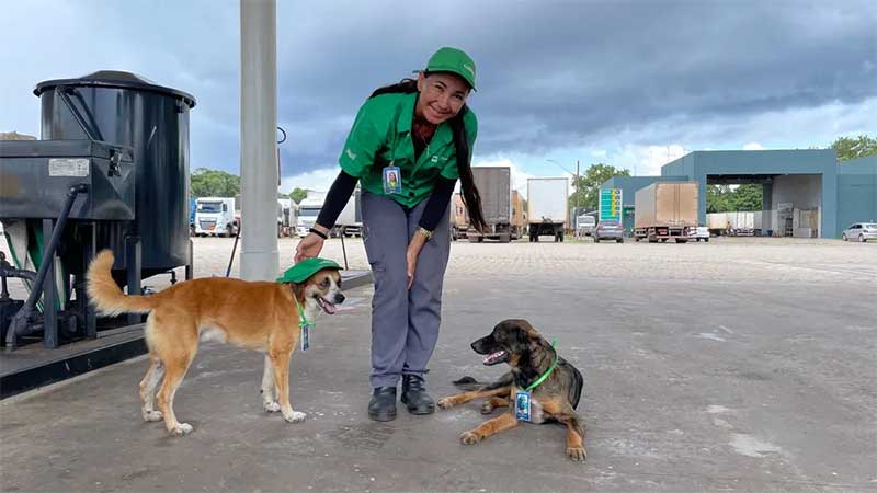 Dois cães abandonados são adotados por frentistas em posto de gasolina — Foto: Divulgação