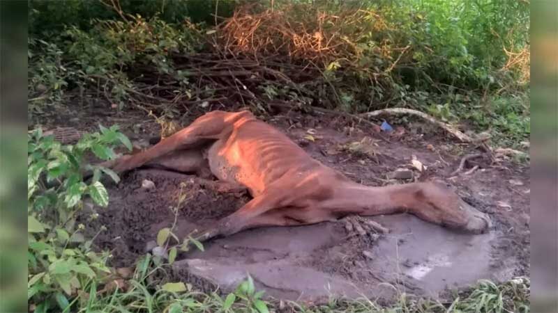 Cavalo encontrado morto em um terreno na comunidade Estrada Nova — Foto: Divulgação/Rede Sociais