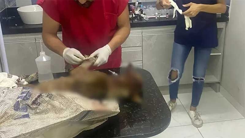 Cachorro, batizado de Orfeu, foi agredido com uma foice por um homem — Foto: Reprodução/TV Cabo Branco