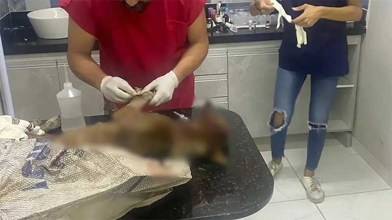 Homem é preso suspeito de maus tratos após agredir cachorro com uma foice, na Paraíba