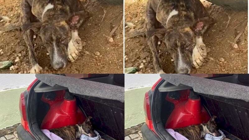 Cachorro que teve partas quebras durante atropelamento ‧ Foto: Divulgação