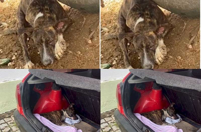 Cães abandonados, falta de atenção da Prefeitura de Nazarezinho (PB), causam indignações, e pedidos de socorro; vídeo
