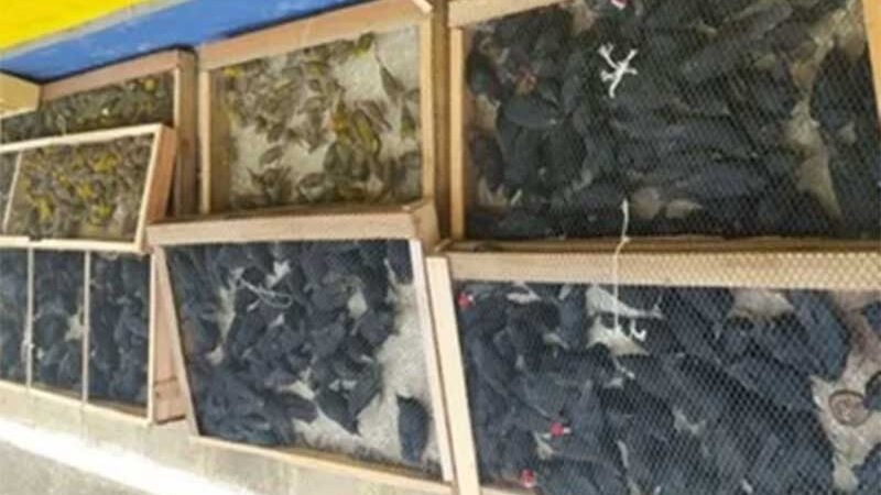 Mais de 600 pássaros silvestres são resgatados em abordagem da PRF em Pernambuco