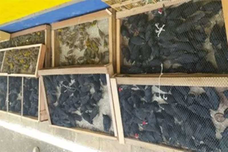 Mais de 600 pássaros silvestres são resgatados em abordagem da PRF em Pernambuco