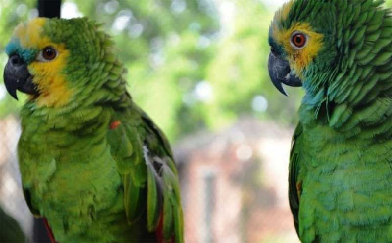 Papagaio não é “pet”, é animal silvestre: Ter a ave em cativeiro é crime ambiental e rende punição