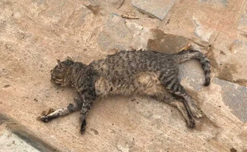 Matança de gatos assusta moradores em bairro de Serra Talhada, PE