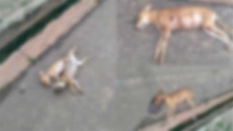 Quatro cachorros são mortos a pauladas e facadas em Altos, PI; três eram filhotes