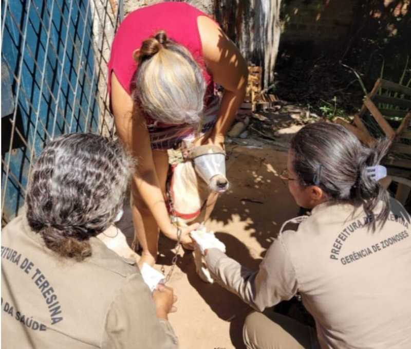 FMS inicia nesta quarta (8) encoleiramento de cães contra leishmaniose em Teresina, PI