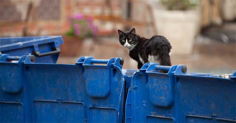 Vergonhoso! Absolvido homem que colocou seis gatos num contentor do lixo em Ovar, Portugal