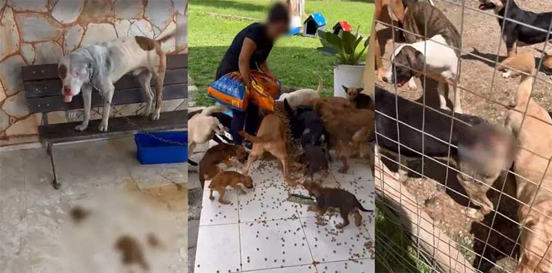 Animais são encontrados mortos e outros são resgatados após fiscalização em hotel pet na RMC. Foto: Reprodução/Colaboração Banda B