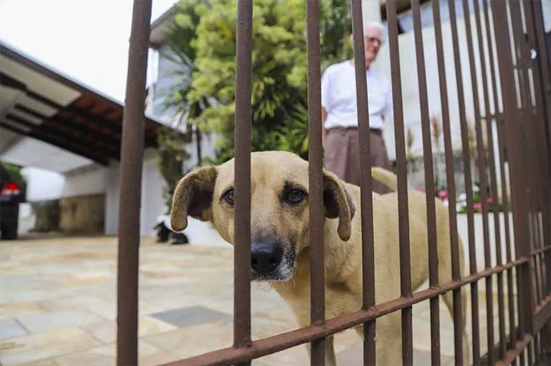 Curitiba realiza Censo Animal para mapear população de cães e gatos; entenda como funciona