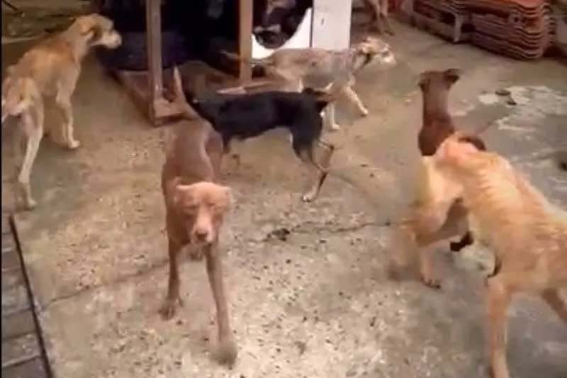Mais de 50 cachorros em situação de maus-tratos são resgatados, em Curitiba, PR
