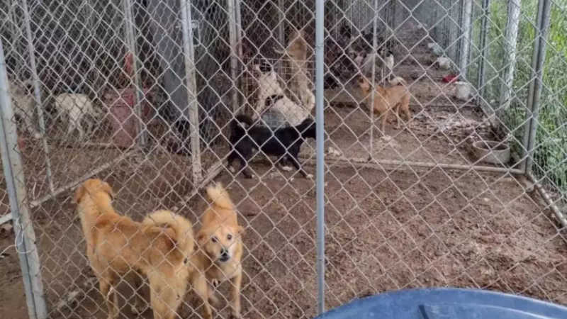 Acumuladora que mantinha 300 cães em situação de maus-tratos é proibida de resgatar novos animais