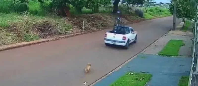 Vídeo: cachorro corre atrás de carro após ser abandonado em Maringá, PR