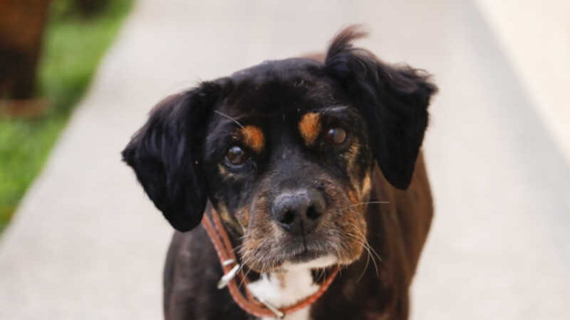 Cão comunitário agredido recebe tratamento adequado e aguarda adoção em Pinhais