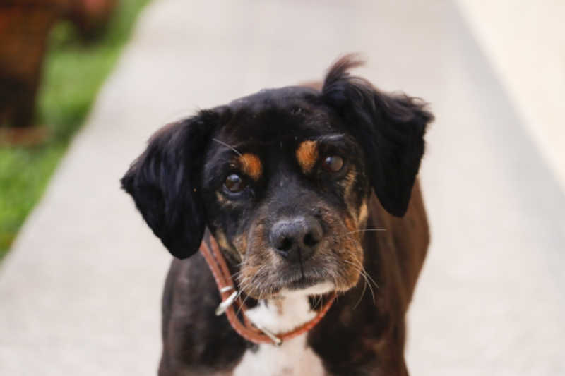 Cão comunitário agredido recebe tratamento adequado e aguarda adoção em Pinhais, PR