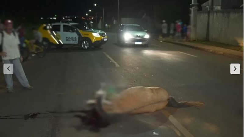 Cavalo solto é atropelado e agoniza no meio da rua em bairro de Ponta Grossa